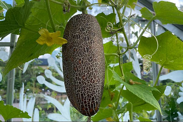 Bred, brun gurka med ljust, spräckligt mönster fotograferad i ett växthus.