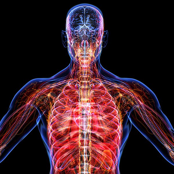 Illustration av en människokropp i genomskärnning med markerade organ, nerver och blodådror.