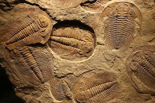 Fossiles of trilobites.