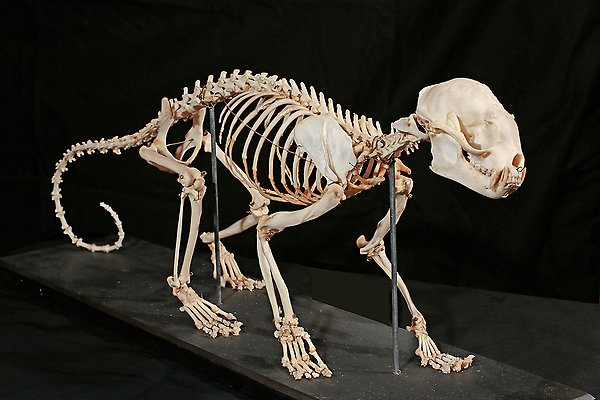 Skelett av veckelbjörn, Potos flavus