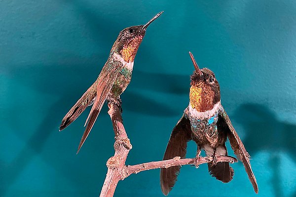 Två kolibrier
