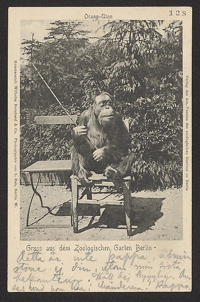 Svartvit fotografi av en orangutang som sitter på en stol. Under bilden har någon skrivit för hand med blyertspenna.
