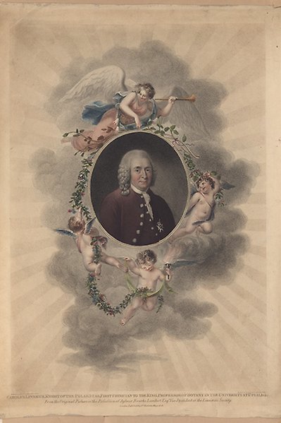 Litografi föreställande Carl von Linné omgiven av änglar med blomrankor.