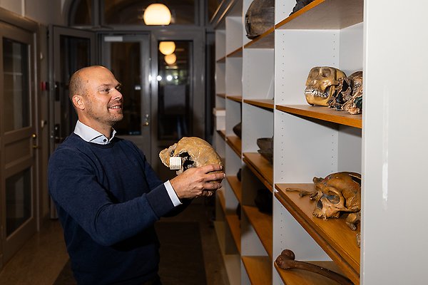 Mattias Jakobsson holding an ancient skull and looking towards a shelf with several skeletons of human predecessors.