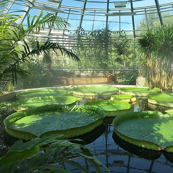 Victoriasaleni Tropiska växthuset, med jättenäckrosens meterberda blad på vattenytan, fotograferad en solig sommardag.