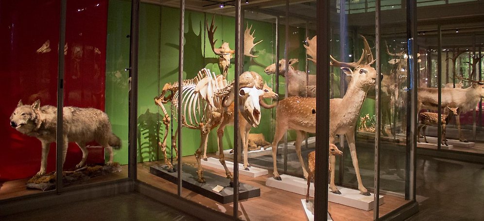 Animals at the Museum of Evolution