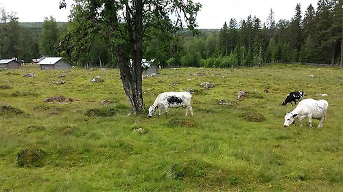 Cows grazing in a field.