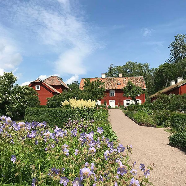 Blommande ängsnäva, Sylvaticum pratense, i Upplandsträdgården med huvudbyggnaden på Linnés Hammarby i bakgrunden.