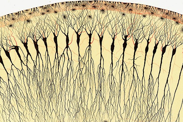 Bild på nervtrådar av Camillo Golgi 