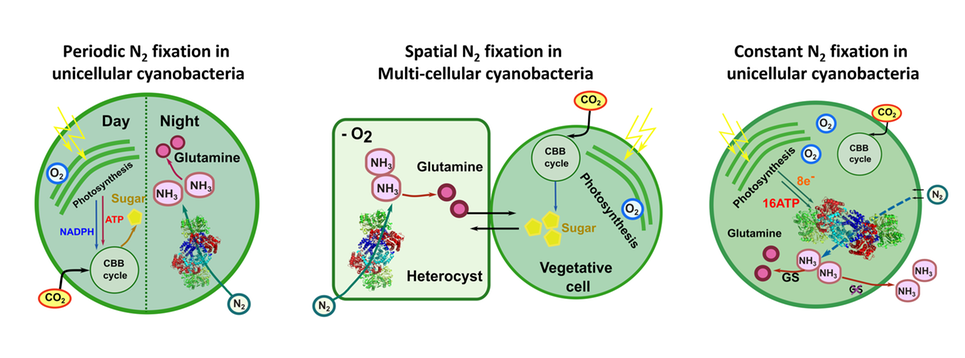 Cyanobacteria structure image Miao group
