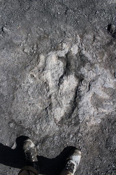 Footprint of a dinosaur with human foot next to it.