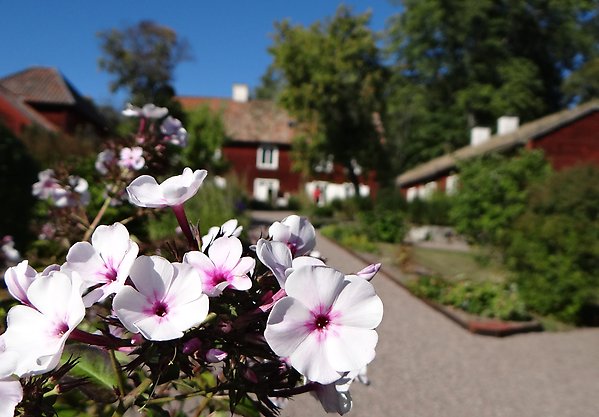 Exteriör från trädgården vid Linnes Hammarby med vita blommor i förgrunden.