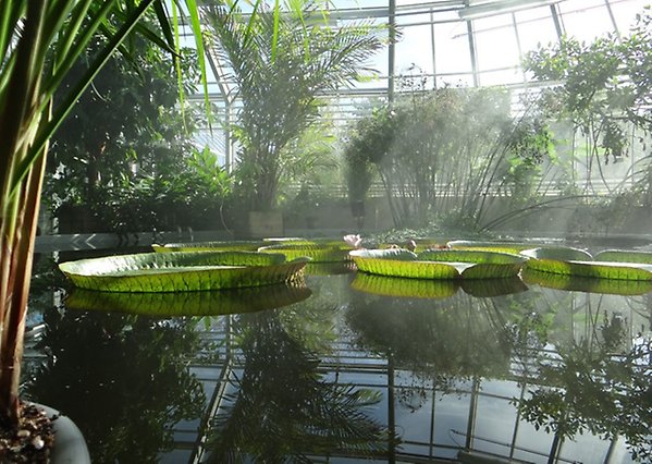 Interiör från tropiska växthuset med flytande gröna blad i en damm.