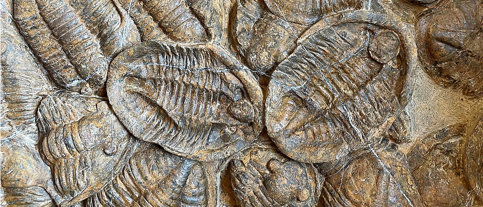 Trilobiter