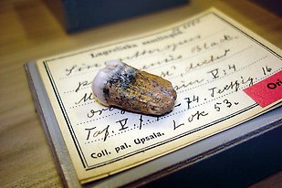 En tand av pekingmänniskan, Homo erectus, som ligger på en handskriven etikett