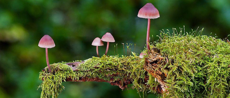 svampar i skogen