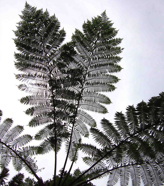 Fern in black and white