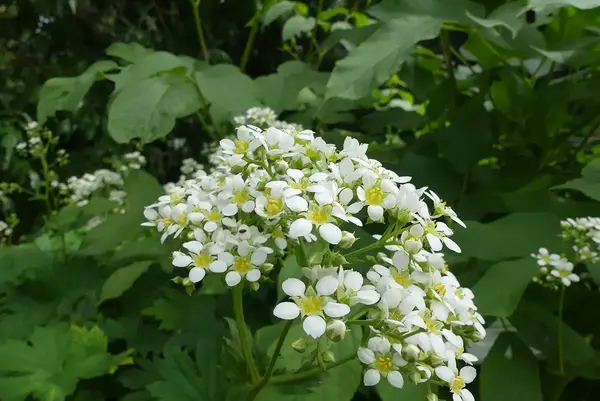 Den vita blomställningen på Boykinia major.